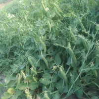 خرید وفروش نخود فرنگی وباقلا