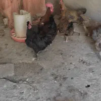 مرغ ا