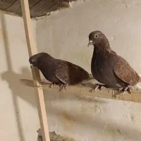 کفتر قرمزی