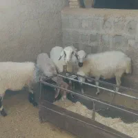 میش