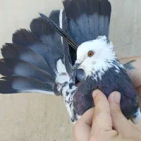 کفتر ( مدل ب مدل کبکی )