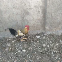 خروس جوان  ومرغ جوان تخم گذار