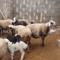 فروش میش وقوچ|حیوانات مزرعه|هرسین, |دیوار