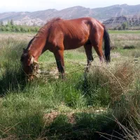 اسب