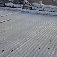 سگ پاکوتاه|سگ|اراک, |دیوار