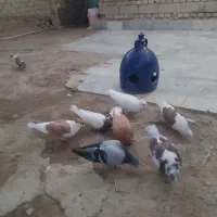 کفتر