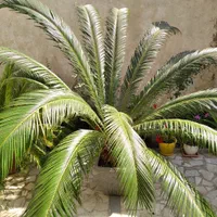 گل سیکاس|گل و گیاه طبیعی|رشت, کوی قدس|دیوار