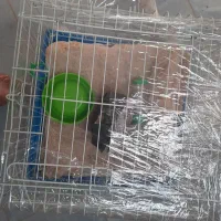 فقط خرگوش لپ