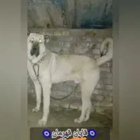 سرابی نر اصیل از نوه بزسر خاب