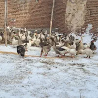 فروش ۸۰ عدد غاز محلی