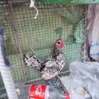 مرغ و خروس نژاد اصیل|حیوانات مزرعه|بیرجند, |دیوار