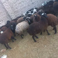 فروش ۳۰راس بره نر اصیل شال صاف و درشت|حیوانات مزرعه|دشتابی, |دیوار