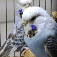 مرغ عشق انگلیسی نرو ماده