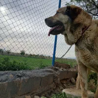 سگ پژدر|سگ|خمین, |دیوار