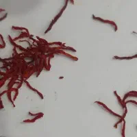 زعفران سر گل قائنات ممتاز