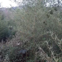 نی خیزران یا بامبو