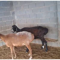 میش چینی بره دار