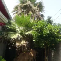 پیمان کاری فضای سبز