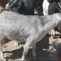 بز گمشده محدوده گلدشت