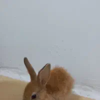 خرگوش|موش و خرگوش|محمدیه-قزوین, |دیوار