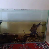 اکواریوم