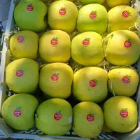 جمع کردن سیب