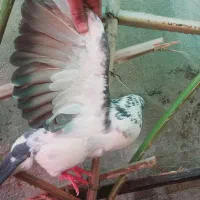 کفتر|پرنده|جیرفت, |دیوار