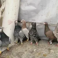 6 عدد سرور هفترنگ