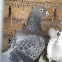 پلاکی گرفتنی