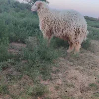 دوعددگوسفندنروماده .محل بازدید سوسنگرد|حیوانات مزرعه|اهواز, نادری|دیوار