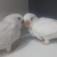 طوطی برزیلی