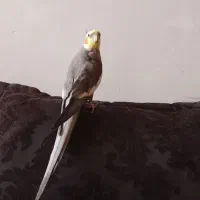 عروس هلندی سخنگو یکساله