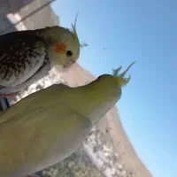 یک جفت عروس هلندی|پرنده|گرمی, |دیوار