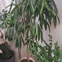 م ع ا و ض ه|گل مصنوعی|کرج, بنیاد|دیوار