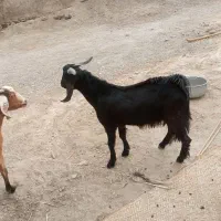 فروش دو تروشت یا معاوضه با بره|حیوانات مزرعه|مهرستان, |دیوار