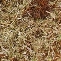 کاه ماشک و لوبیا|خدمات باغبانی و درختکاری|دهدشت, |دیوار