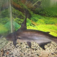 فروش یک عدد ماهی پنگوسی حدوداً ۴۰ سانت