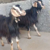 10راس بزغاله جهت نگهداری و قربانی|حیوانات مزرعه|کرج, حصارک پایین|دیوار