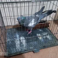 کفتر سرک سبز