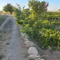باغ انگور در روستای اژدهاتو|فروش دفتر صنعتی، کشاورزی، تجاری|زنجان, |دیوار