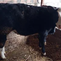 گوساله سیمیتال موند بیلیارد