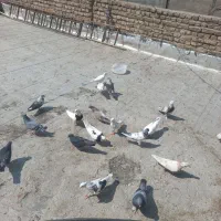 ۱۰جفت کفتر