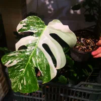 قلمه مانسترا ابلق، خاص و جذاب، هدیه زیبا