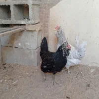 طوسی .خال سوزنی