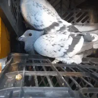 کبوتر|پرنده|مشهد, انقلاب|دیوار