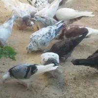 جوجه کبوتر