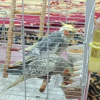 یک جفت عروس هلندی کارداده|پرنده|سنندج, |دیوار