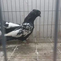 سینه سیاه سینه سبز|پرنده|مشهد, نوید|دیوار