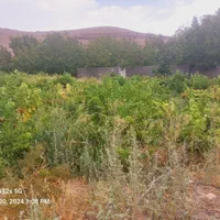 فروش ۲۰۰۰ متر باغ انگوری تنگو(شهرک پردیس)|فروش زمین و ملک کلنگی|شیراز, رکن‌آباد|دیوار