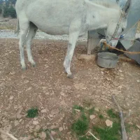 الاغ ماده